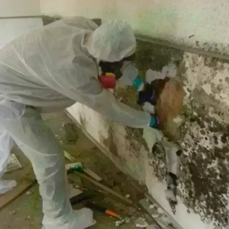 Mold Remediation and Removal in Bedford, OH